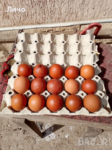 свободни яйца от Черно меден маран 