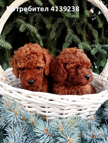 Той Пудел Poodle toi , снимка 4 - Пудели - 54976284