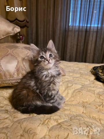 Мейн куун котета