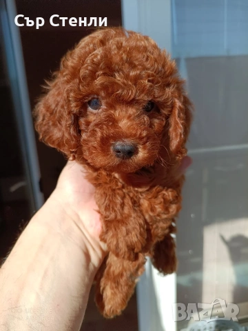 Той пудел 🐩 мъжки 