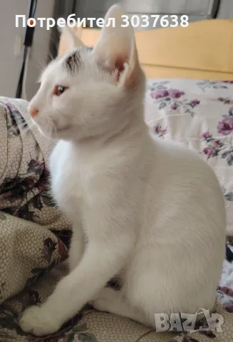 Две прекрасни котенца, снимка 4 - Други - 55276289