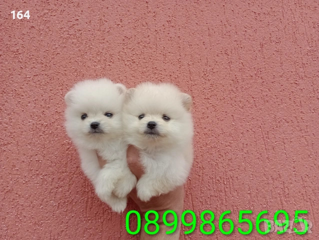 Мини мъжки Померани.  Реални снимки от 28.04.2026 г. 