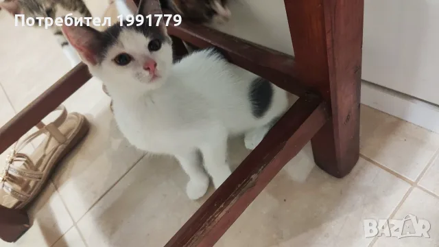 Лео търси своя нов дом, снимка 3 - Други - 55216325