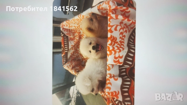 Продават се , снимка 5 - Шпиц - 55016265