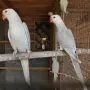 Малки Александри , снимка 6