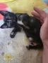 Подаряват се котета на около 2 месеца, снимка 1