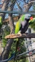 птици на добри цени 🦜, снимка 2