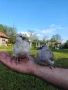Скумрийки гугутки , снимка 3