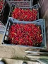 продавам череши, снимка 3