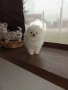Бели мини Померани. Реални снимки от 21.03.26 г. , снимка 3