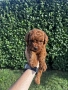 Мини пудели / Mini Poodles, снимка 3