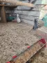 Свободни Гълъби Яканлии, снимка 5