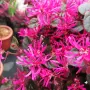 Лоропеталум Черна перла, Loropetalum Chinense Black Pearl, снимка 1