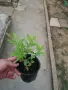 Ягодова гуава (Psidium cattleyanum) – екзотично плодно растение с ароматни плодове, снимка 3