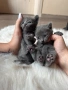 Руски сини котета, снимка 3