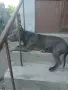 Питбулчета блу нос, снимка 7