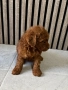 Мини Пудели / Mini Poodles, снимка 6