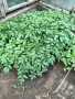 Разсад домати 5 сорта, снимка 5