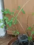Продавам годжи бери малки растениа, снимка 1