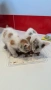  Мъжки котета, снимка 4