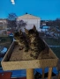 Уникални котенца Мейн кун , снимка 1