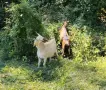 Продавам пръчове за разплод , снимка 2