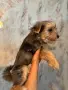 Йорки промоция мъжки, снимка 8
