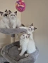 Ragdoll Paradise / Регдол котенца , снимка 1