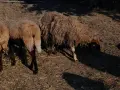 свободно цялото стадо , снимка 5