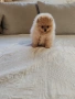Померан женско мини размер , снимка 7