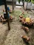Кокошки Лиман Браун , снимка 1