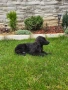 чистокръвно кокер шпаньолче, снимка 4