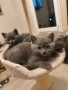 Британски късокосмести котенца, снимка 2