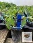 Разсад - домати, пипер, краставици, снимка 9