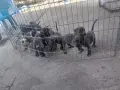 Сини питбулчета с първа ваксина!, снимка 2