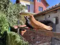 Продавам Плевенски гълъби и Воалера, снимка 3