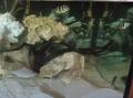 Риби сиамски шарани( Catlocarpio siamensis), снимка 6