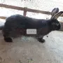 Домашни зайци на различна възраст, снимка 2