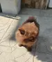 Кученца померани, снимка 7
