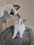 Ragdoll Cats / Регдол котенца , снимка 3