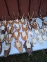 Продават се рога и челюсти. , снимка 5