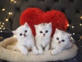 Британски котенца , снимка 1