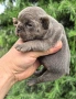 Френски булдог/French Bulldog , снимка 2