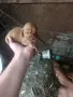Продават се спещно, снимка 4