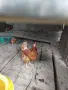 Кокошки и пилета, снимка 2