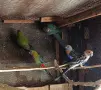 Розели и пенанти, снимка 2