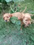 кокер шпаньол чистокръвни , снимка 4