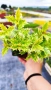 Османтус Гошики, Osmanthus heterophyllus Goshiki, снимка 8