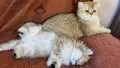 златна британска Чинчила, снимка 5