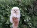 Померани ! Реални снимки от днес !, снимка 2